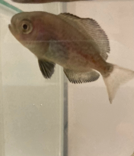 Pacific rudderfish (Psenopsis anomala) — Centrolophidae — 4