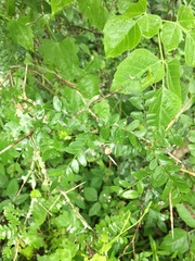 Gleditsia amorphoides