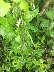 Gleditsia amorphoides