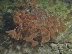 Kinetoskias