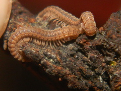 Striariinae