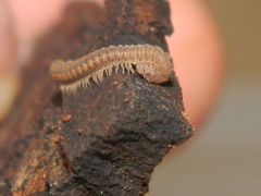 Striariinae