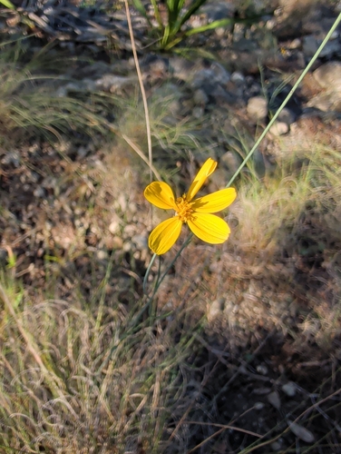 Thelesperma simplicifolium, photograph 4