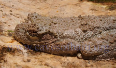 Osteopilus vastus