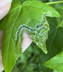 Phyllocnistis liquidambarisella