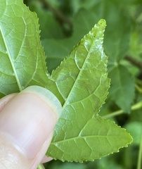 Phyllocnistis liquidambarisella