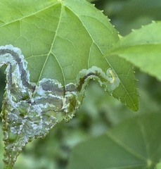 Phyllocnistis liquidambarisella