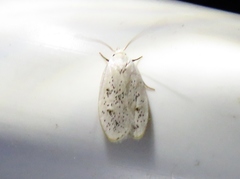 Durrantia piperatella