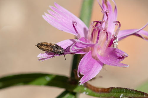 iNaturalist observation photo of Anambodera nebulosa