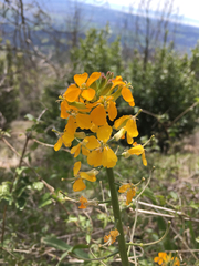 Erysimum capitatum capitatum