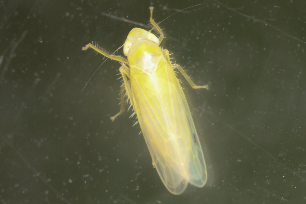 Baldulus