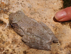 Osteopilus vastus