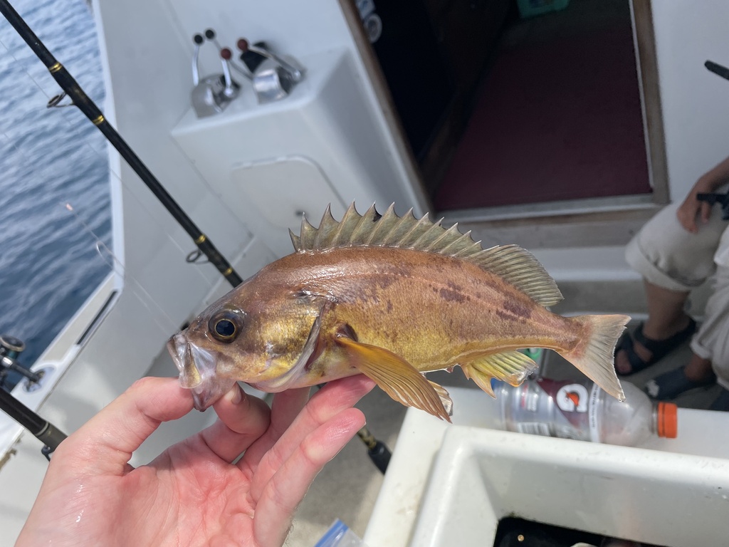 squarespot rockfish