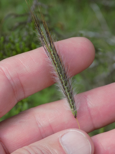 Dichanthium sericeum