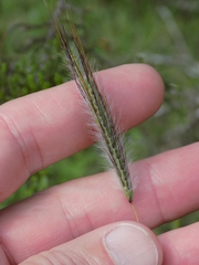 Dichanthium sericeum