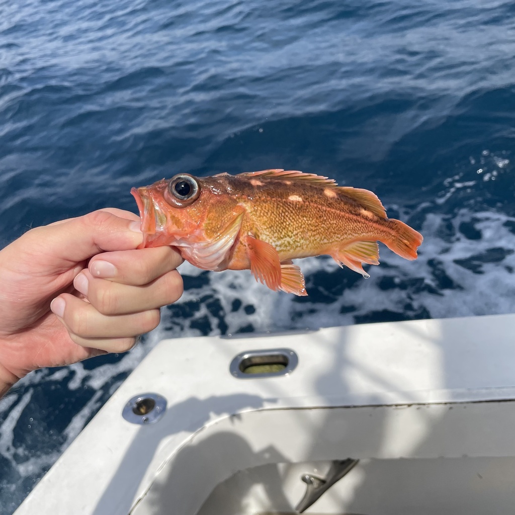 honeycomb rockfish