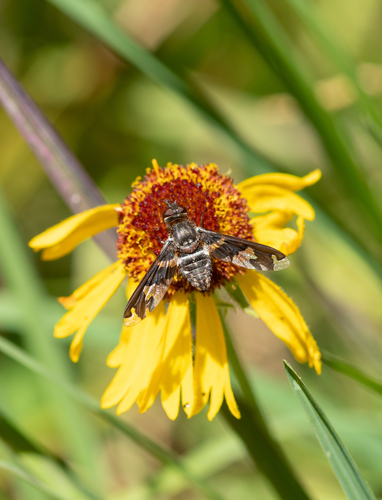 iNaturalist observation photo of Dorcadion Bee Fly