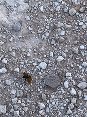 Dasymutilla calorata