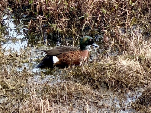 Chestnut Teal
