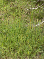 Dichanthium sericeum