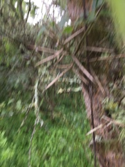 Gleditsia amorphoides