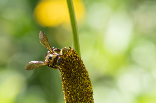 iNaturalist observation photo of Large Carpenter Bees