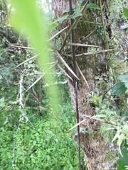 Gleditsia amorphoides