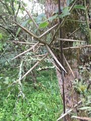 Gleditsia amorphoides