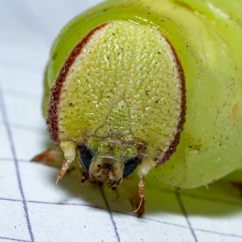 Wild Cherry Sphinx photo 5