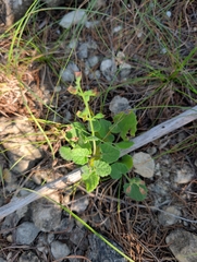 Salvia roemeriana, photograph (c) Noland Martin, some rights reserved (CC BY)