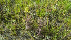 Castilleja rubicundula lithospermoides