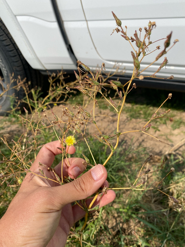 prickly lettuce