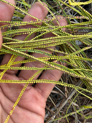 Pteris platyzomopsis, 2026-08-04