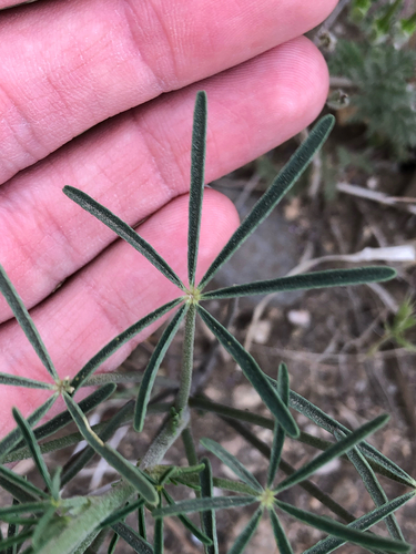 Lupinus truncatus, photograph 6