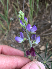Lupinus truncatus, photograph (c) Kyle Elshoff, some rights reserved (CC BY)