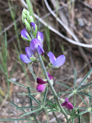 Lupinus truncatus, photograph (c) Kyle Elshoff, some rights reserved (CC BY)