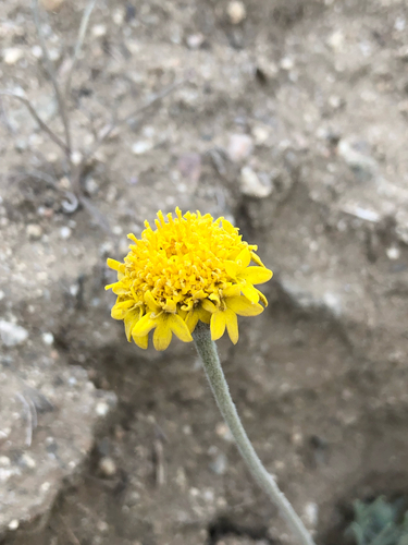 Chaenactis glabriuscula, photograph 4