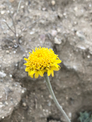 (c) Kyle Elshoff, some rights reserved (CC BY) Chaenactis glabriuscula, photograph (c) Kyle Elshoff, some rights reserved (CC BY)