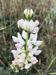 Lupinus microcarpus, photograph (c) Kyle Elshoff, some rights reserved (CC BY)