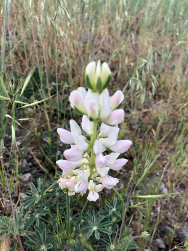 Lupinus microcarpus, photograph 6