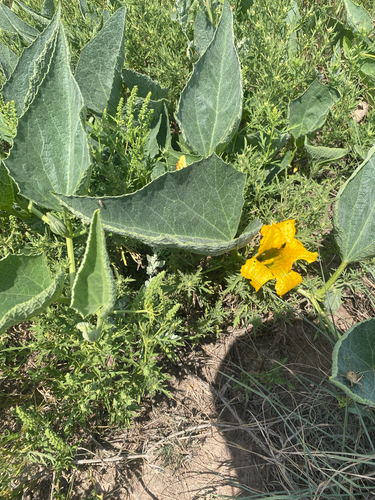 Buffalo Gourd