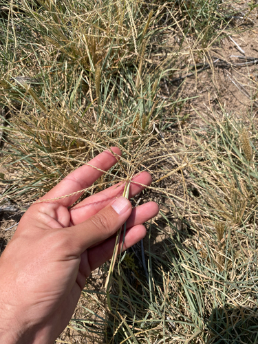 tumble windmillgrass