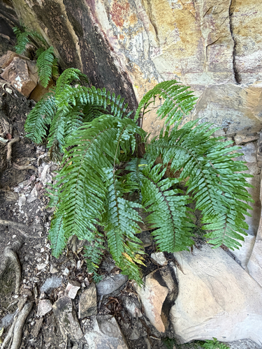 Nephrolepis hirsutula observed 2026-08-02