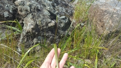 Calochortus tiburonensis