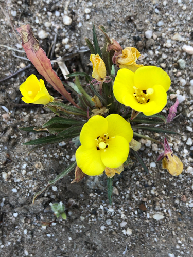 Camissoniopsis bistorta