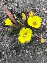 Camissoniopsis bistorta