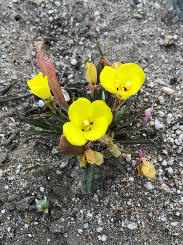 Camissoniopsis bistorta, photograph 2
