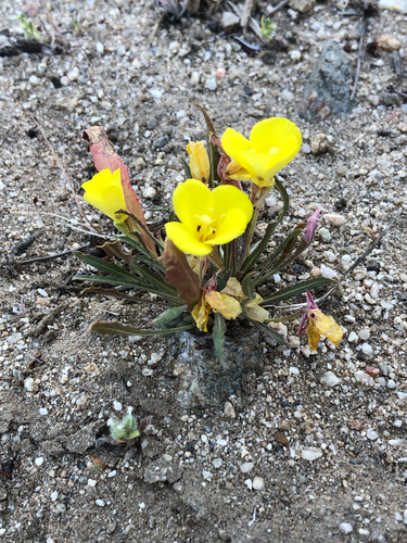 Camissoniopsis bistorta, photograph 3