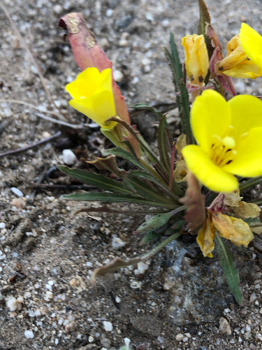 Camissoniopsis bistorta, photograph 4