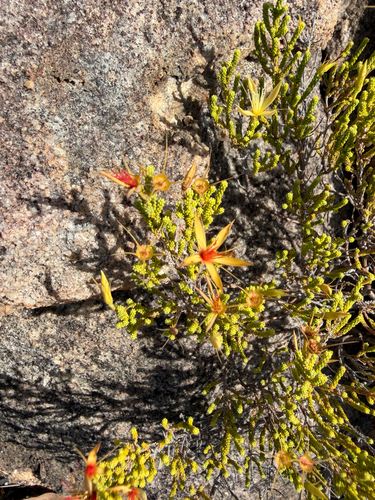 Calytrix faucicola